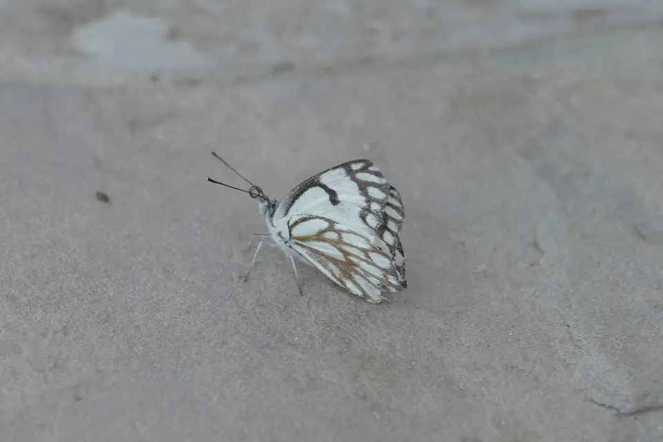 k-P1120467.JPG