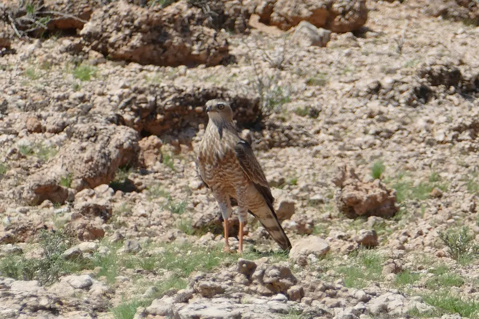 k-P1120528.JPG