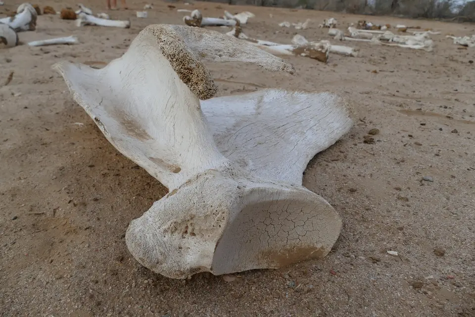k-P1140316.JPG