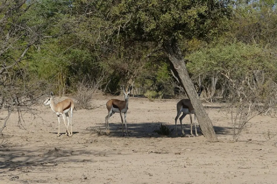 k-P1140857.JPG