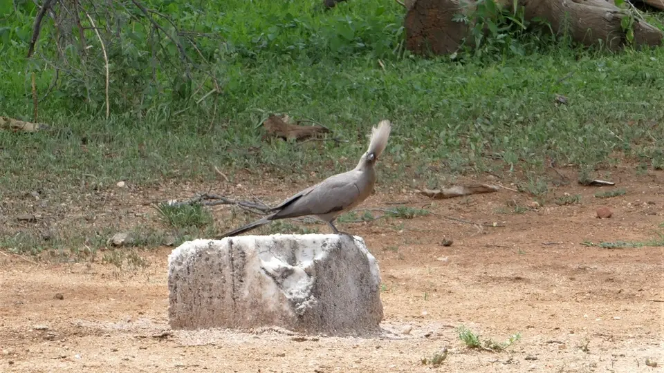 k-P1150918.JPG