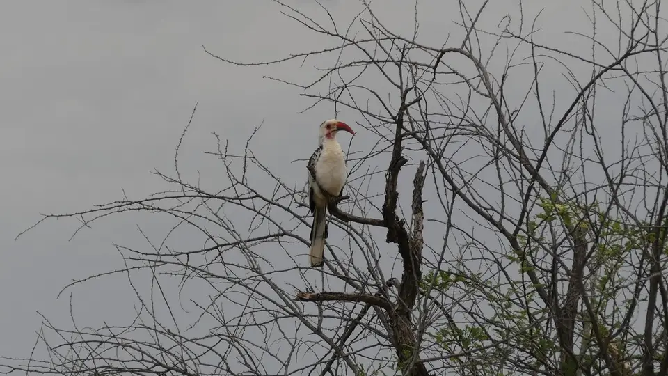 k-P1150943.JPG