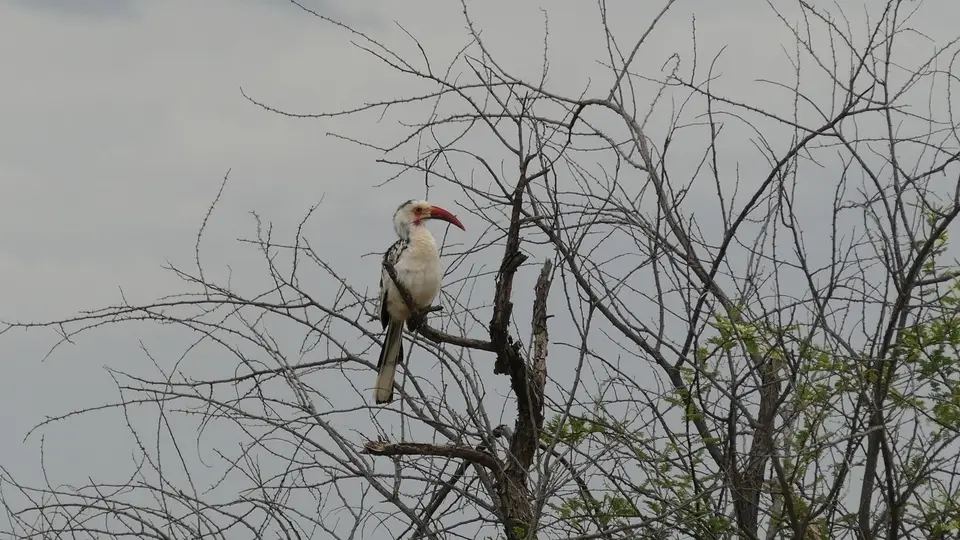 k-P1150945.JPG