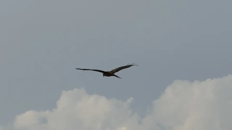 k-P1160231.JPG