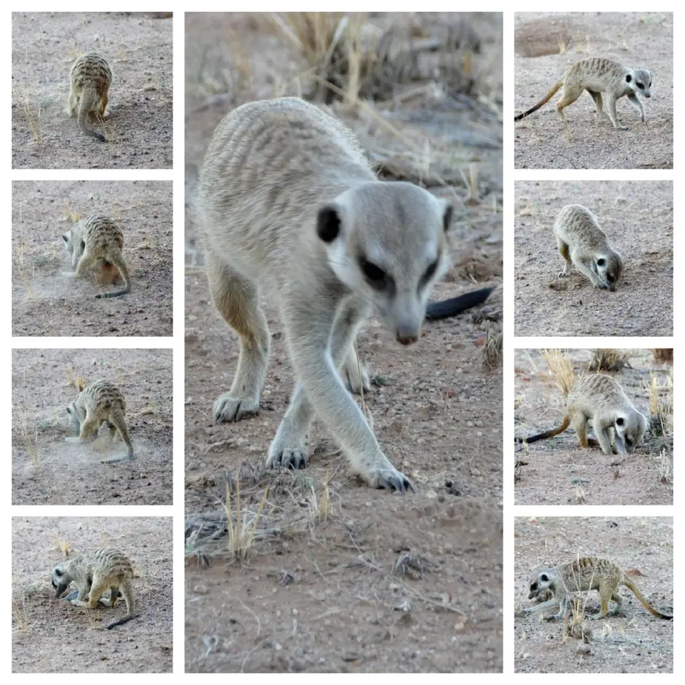 k-TIMON.JPG
