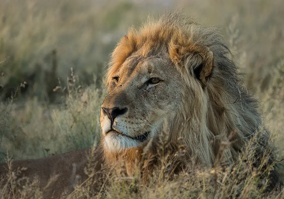 2170Etosha09052017-2.jpg