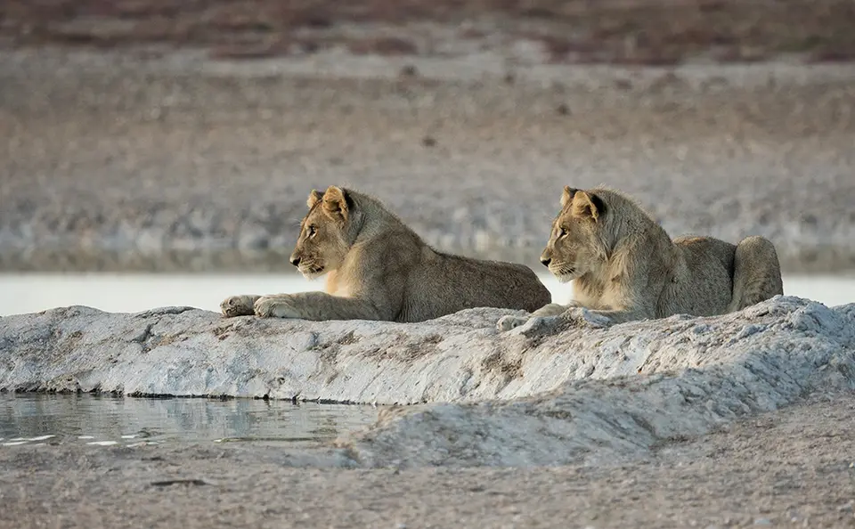 2215Etosha09052017.jpg
