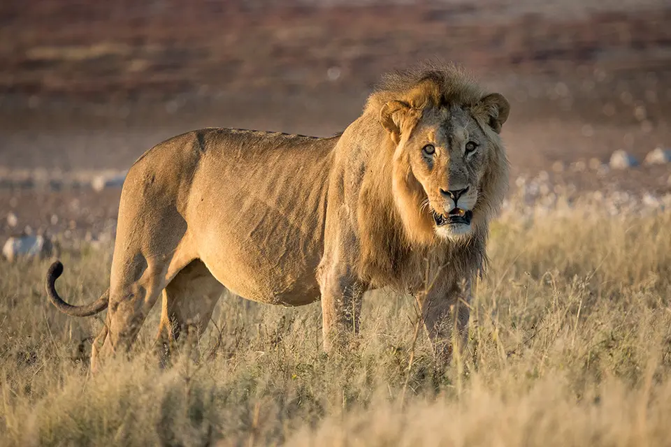 2521Etosha11052017.jpg