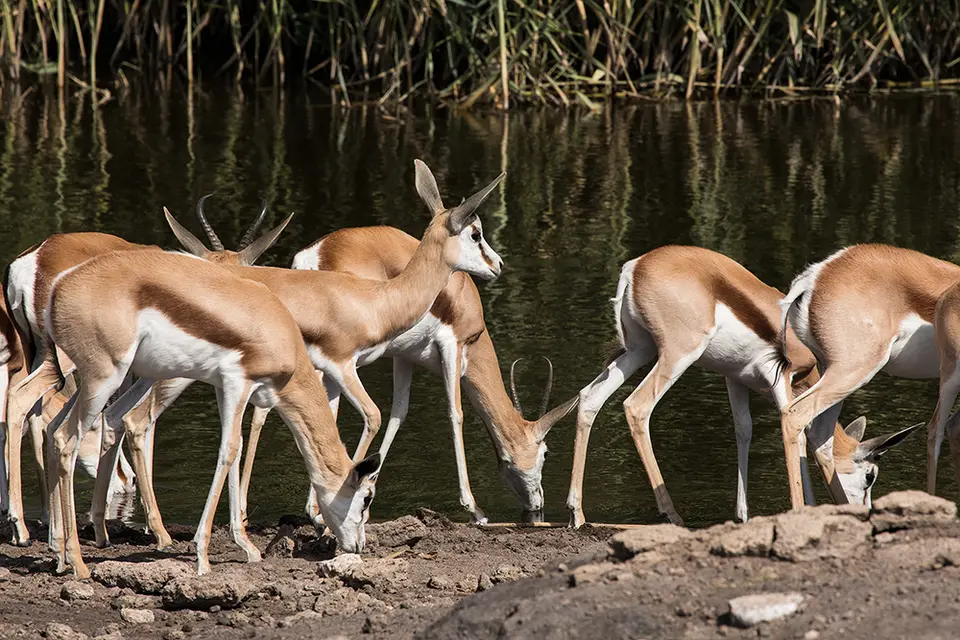2738Etosha11052017.jpg