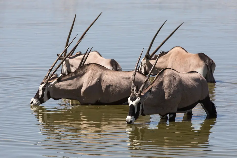 HN195351Oryx.jpg