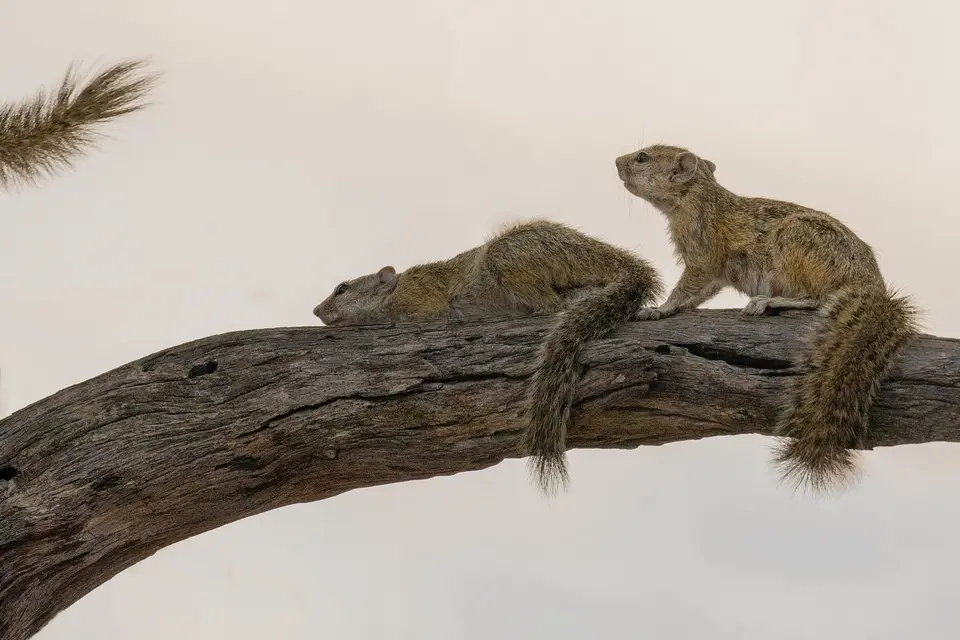 IN192098Baumhörnchen.jpg