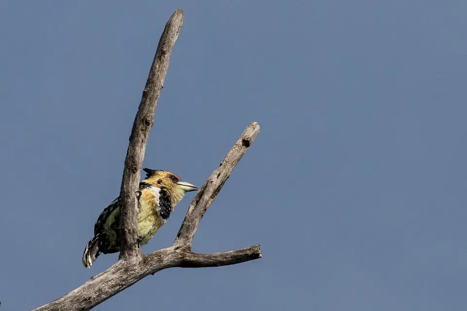 IN192202Haubenbartvogel.jpg