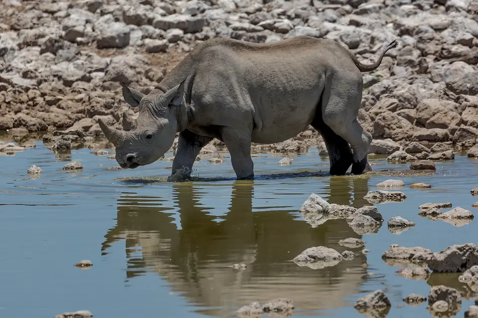 IN196079Spitzmaulnashorn.jpg