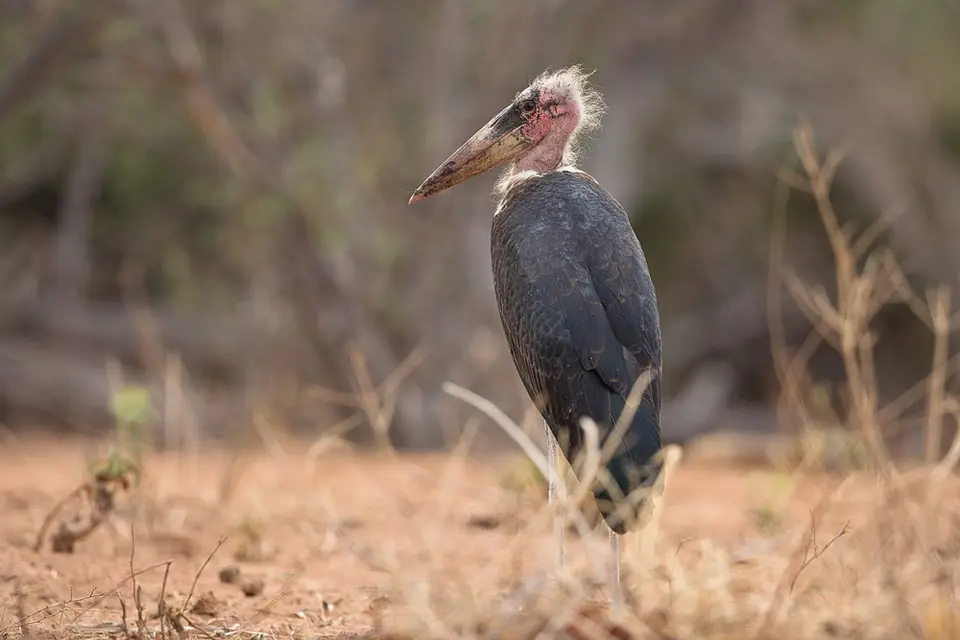 NA6H1061-1Forum.jpg