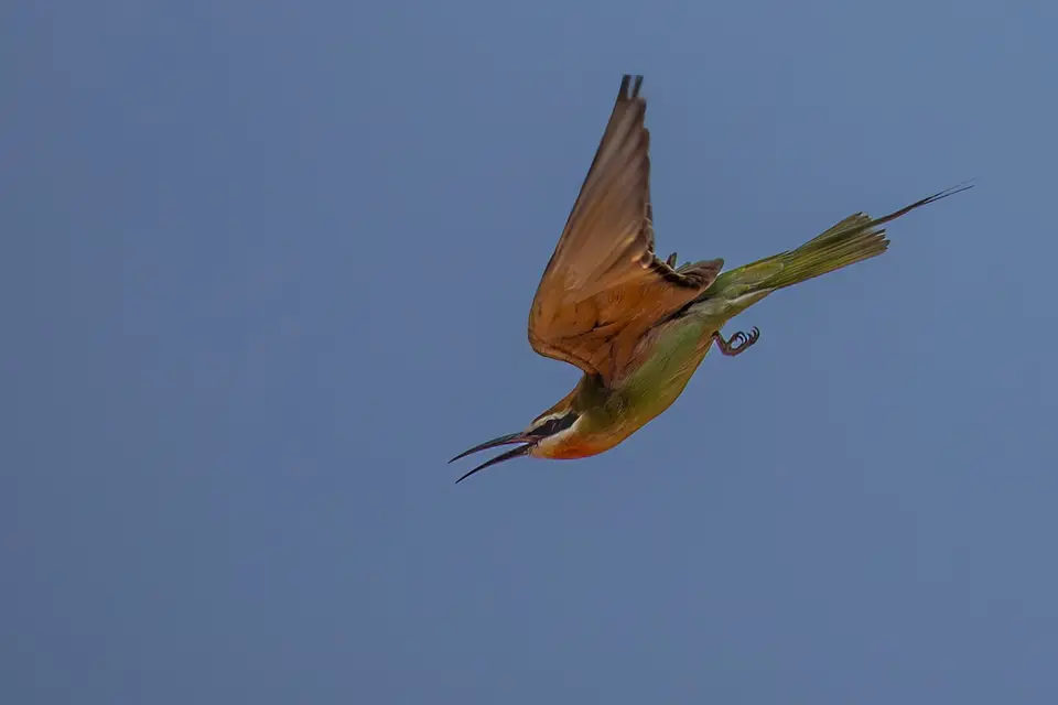 NABW0127-2.jpg