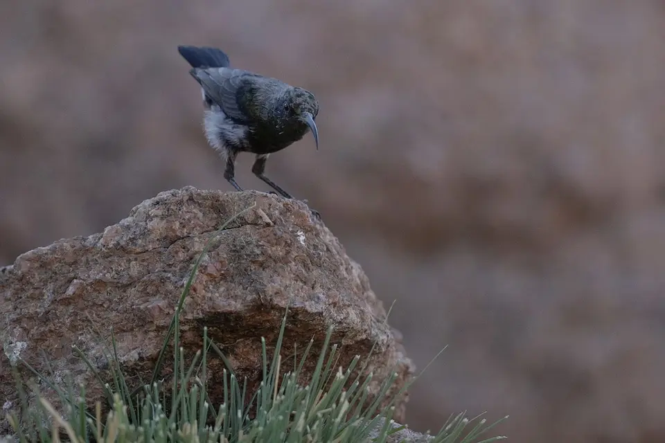 Rußnektarvogel.jpg