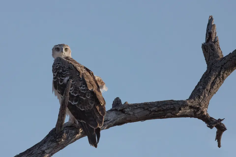 h74810f9.jpg