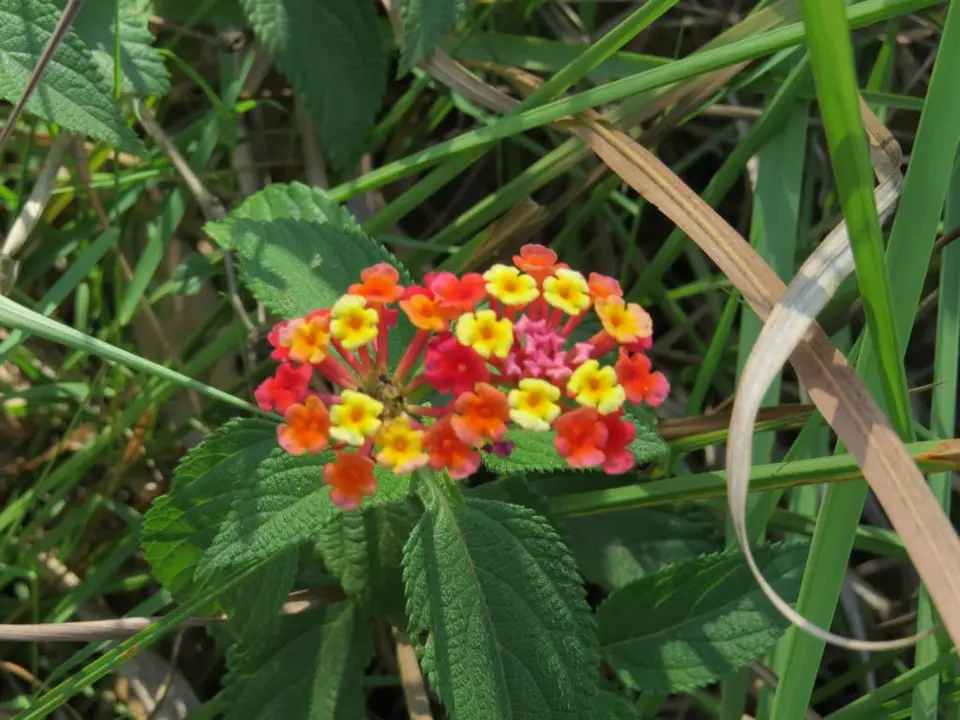 h23b0936.JPG