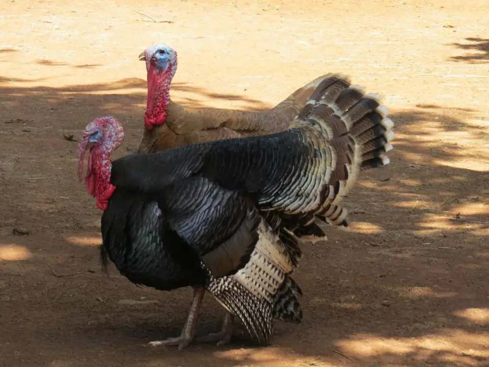 h393f53d.JPG