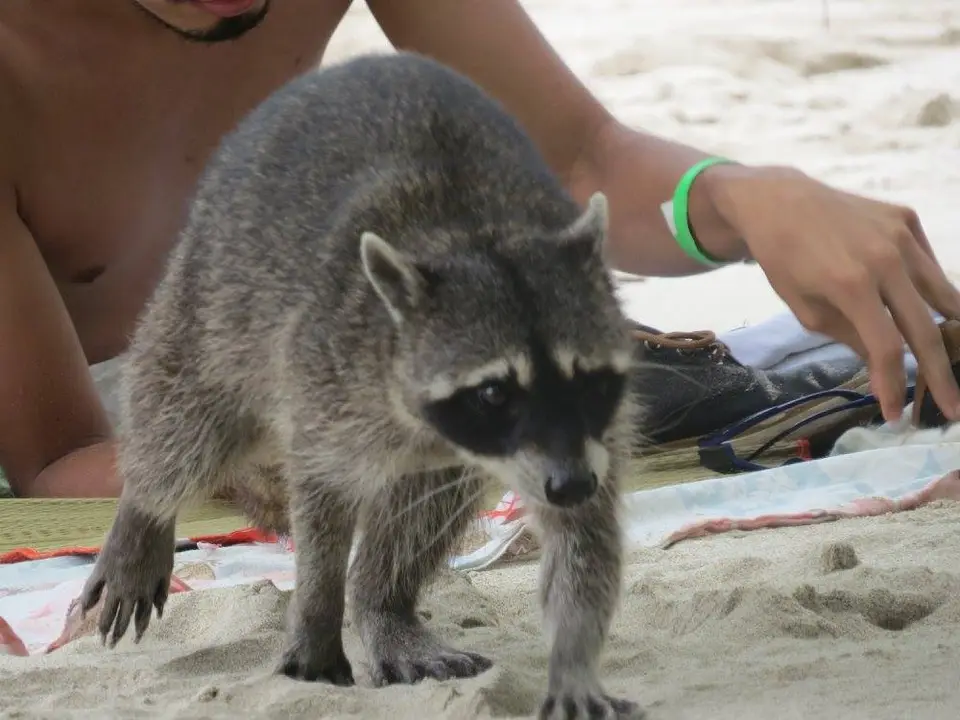 raccon2.jpg