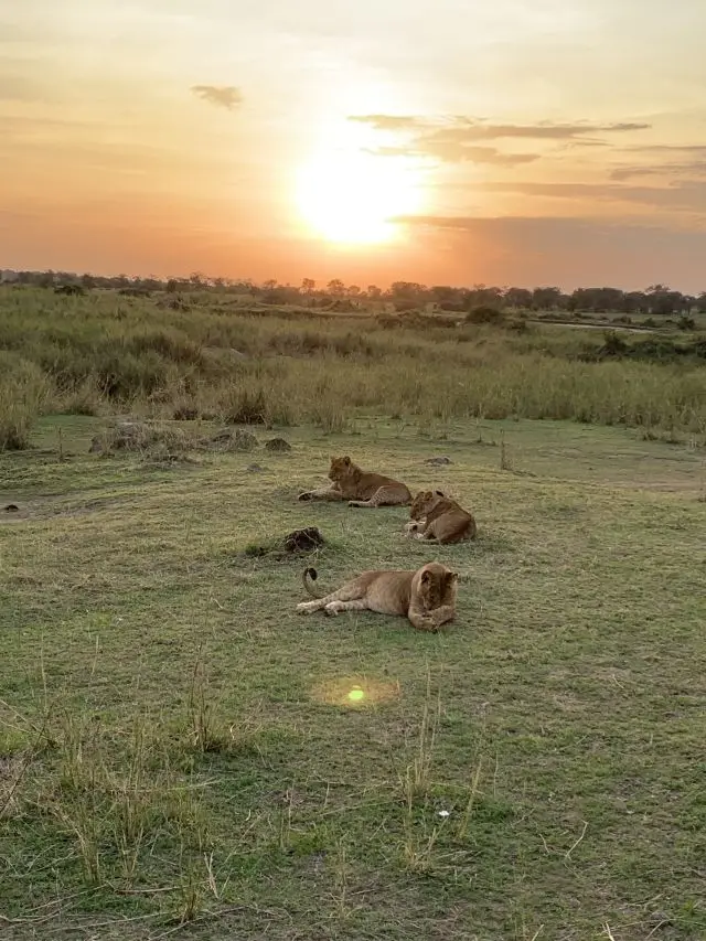 12löwesundown.jpg