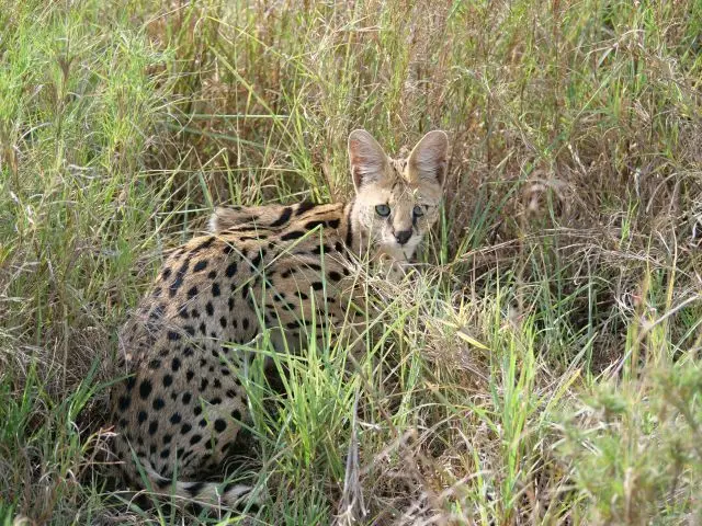 15Serval.jpg