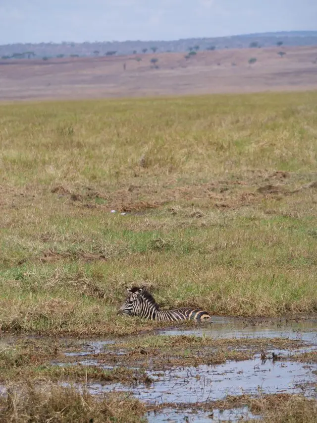 1bzebra.jpg