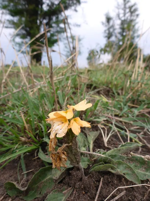 2Blume.jpg