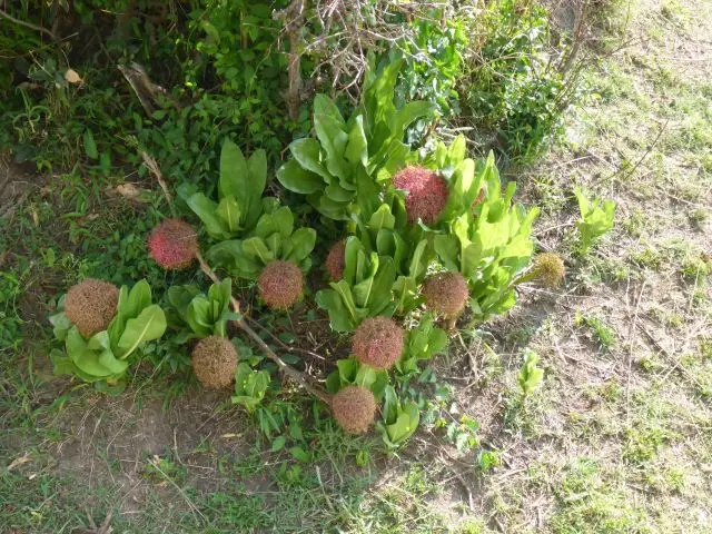 3Blume.jpg