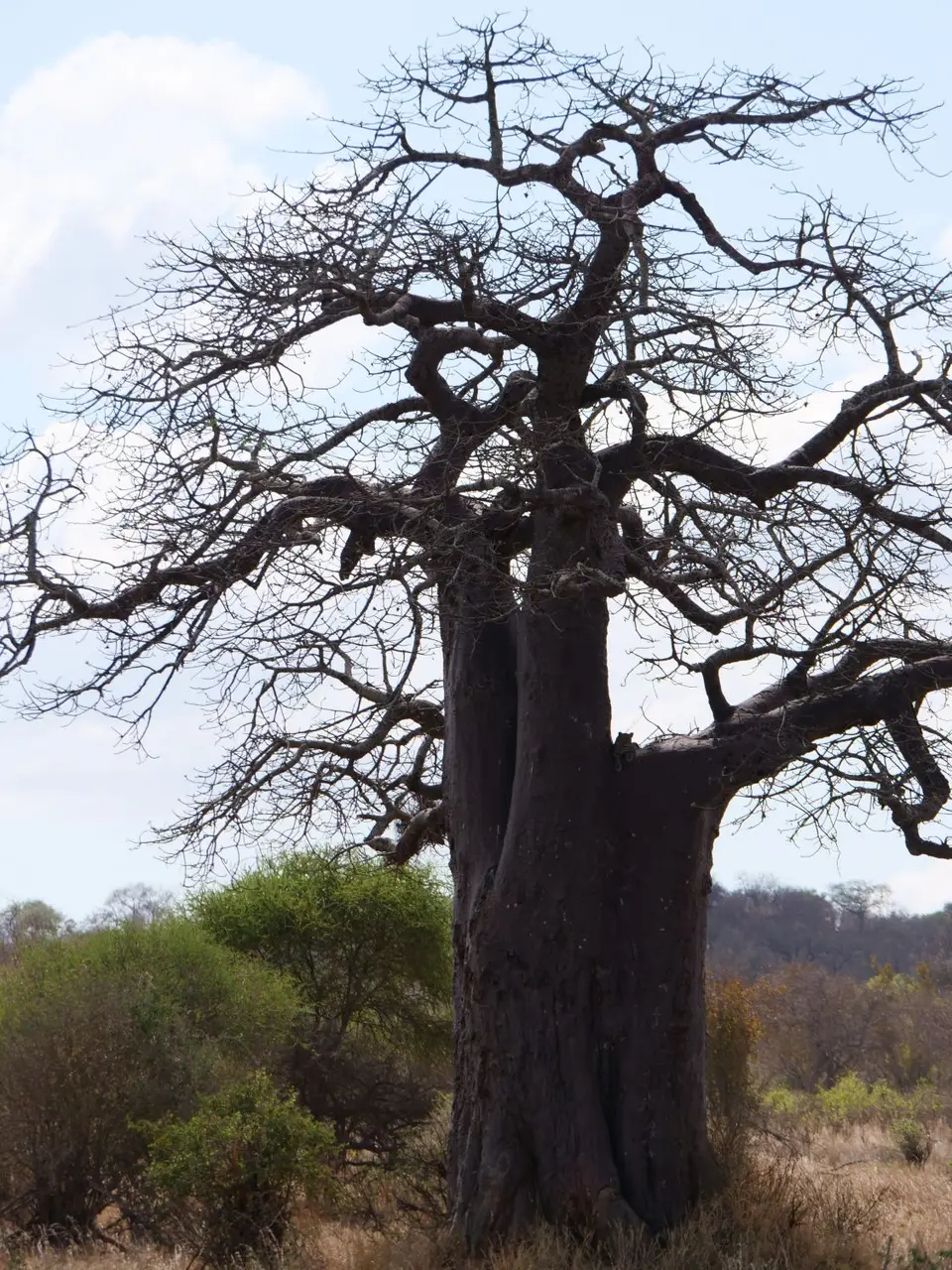 3Leobaobab.jpg