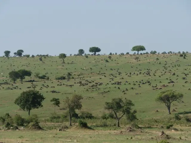 3gnus.jpg