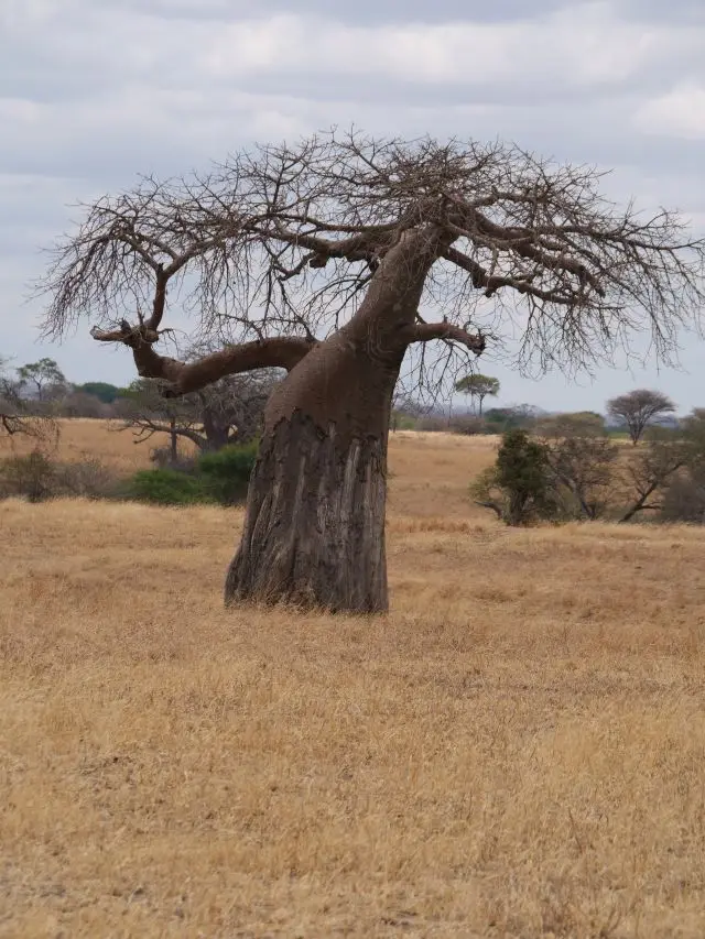 5Baobab.jpg