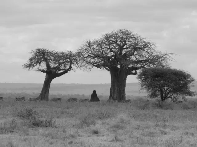 5bBaobab.jpg