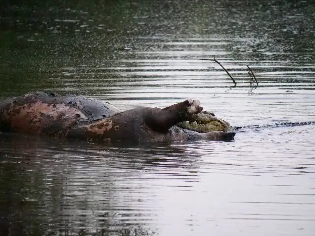 5krokohippo.jpg