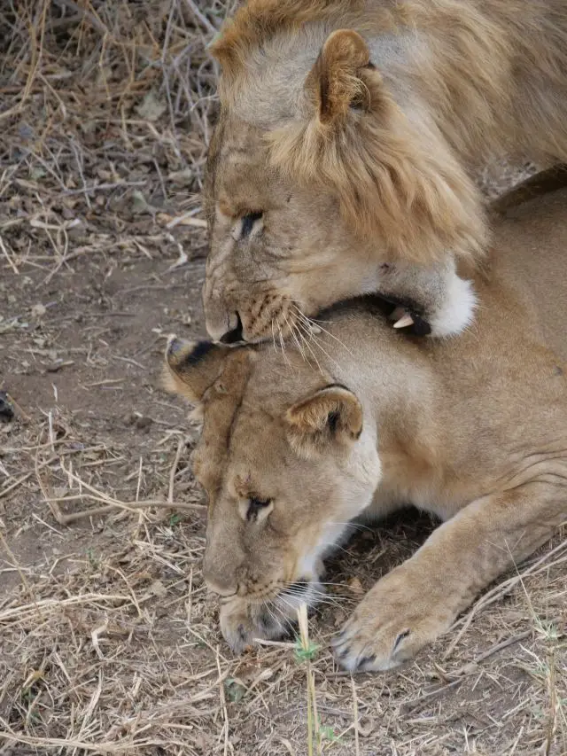 5lions.jpg