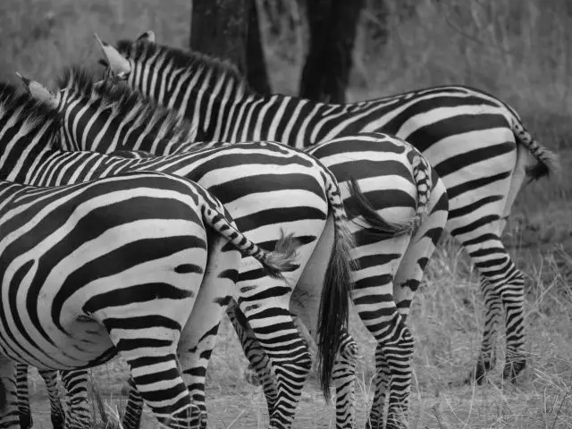 6Zebrahinten.jpg