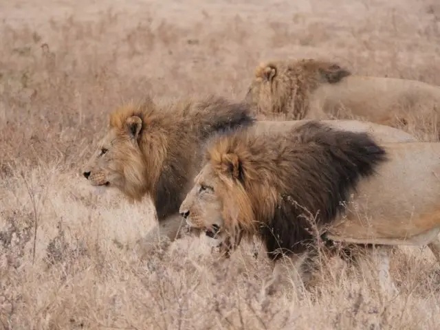 73lions-2.jpg