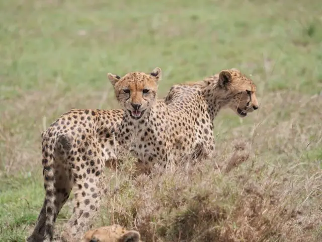 9Gepard.jpg