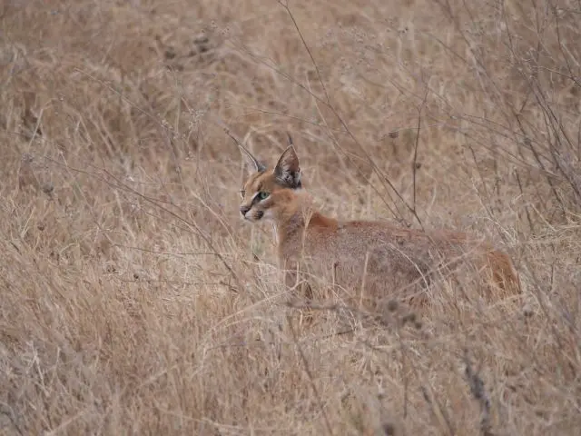 9caracal.jpg