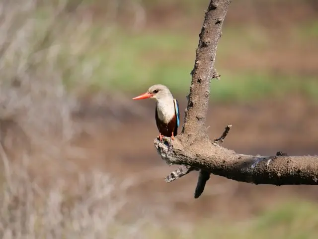 Eisvogel.jpg