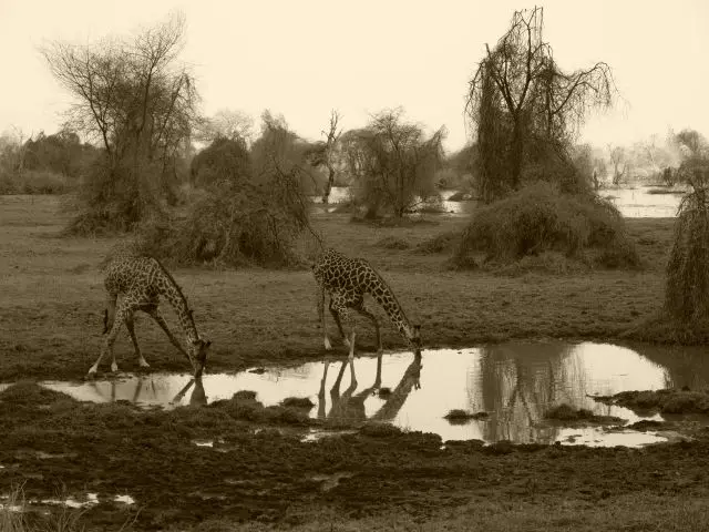 Giraffen.jpg