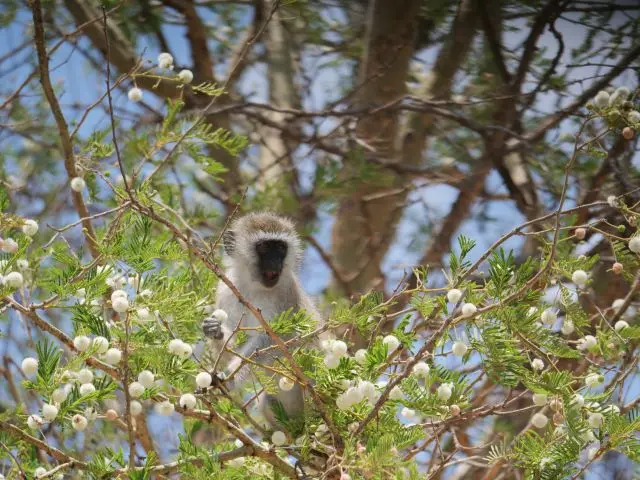 Meerkatze.jpg