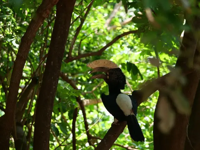 Nashornvogel.jpg