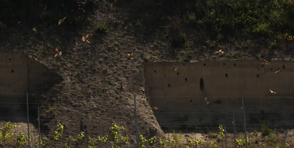 Lößwand.JPG