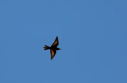 imFlug.png