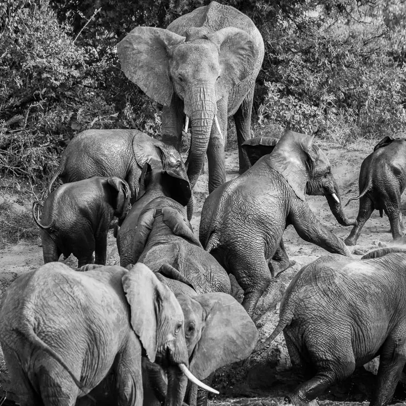 Samburu1.jpg