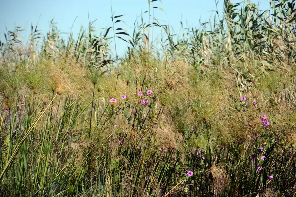 G71_0728.JPG