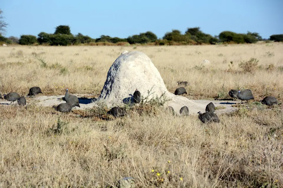G71_1909.JPG