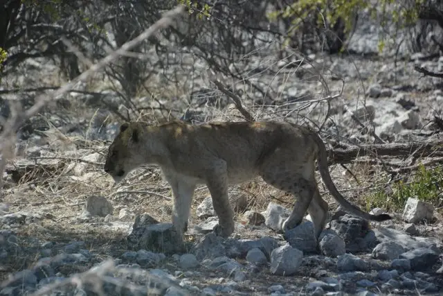 hccf5852.JPG