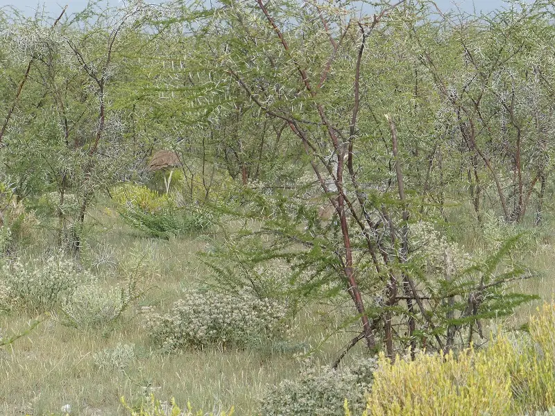 h1845190.jpg